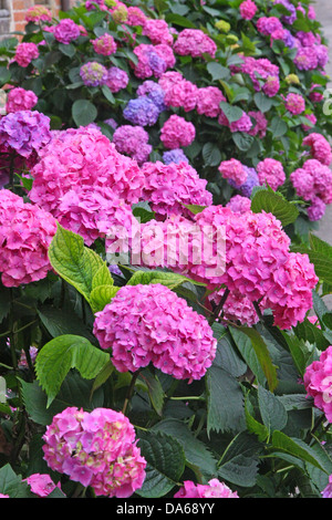huge flower bed full of purple hydrangea flowers and pink and blue Stock Photo