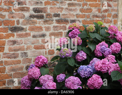 Purple hydrangeas bloomed with tiny flowers with an old red brick wall Stock Photo