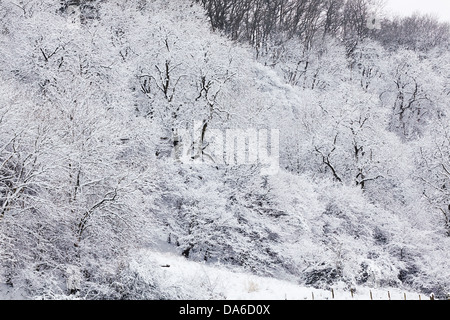 Woodland in snow at Minterne Magna, in countryside near Sherborne, Dorset, Great Britain. Stock Photo