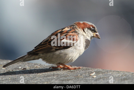 Close-up of a male House Sparrow (Passer domesticus) visiting my balcony (over 40 images in series) Stock Photo