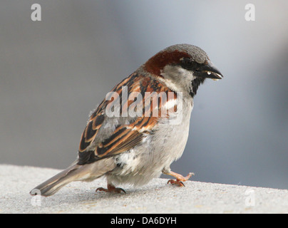 Close-up of a male House Sparrow (Passer domesticus) visiting my balcony (over 40 images in series) Stock Photo