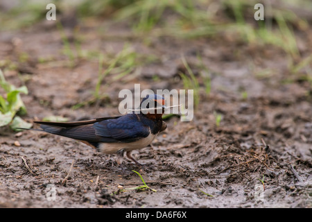 Barn Swallow (Hirundo rustica) collecting nesting material Stock Photo