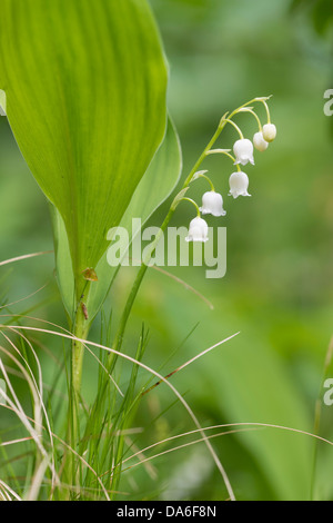 Lily of the Valley (Convallaria majalis) Stock Photo