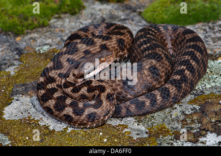 viper, vipers, adder, adders, asp viper, Vipera aspis atra, snake, snakes, reptile, reptiles, portrait, protected, endangered, i Stock Photo