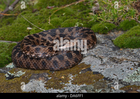 viper, vipers, adder, adders, asp viper, Vipera aspis atra, snake, snakes, reptile, reptiles, portrait, protected, endangered, i Stock Photo