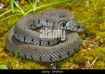 Grass snake, colubrid, colubrids, Natrix natrix helvetica, snake, snakes, reptile, reptiles, general view, protected, endangered Stock Photo