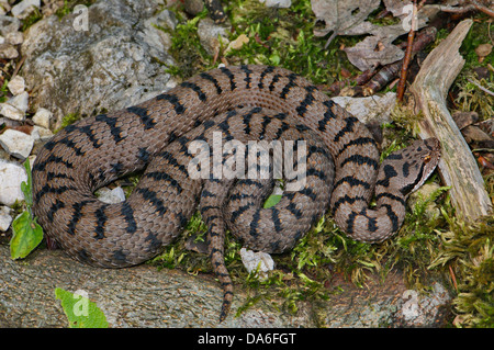 Viper, vipers, adder, adders, asp viper, Vipera a. aspis, snake, snakes, reptile, reptiles, Portrait, protected, endangered, ind Stock Photo