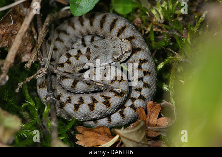 Viper, vipers, adder, adders, asp viper, Vipera a. aspis, snake, snakes, reptile, reptiles, Portrait, protected, endangered, ind Stock Photo