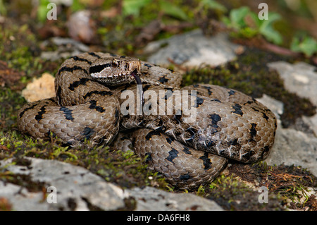 Viper, vipers, adder, adders, asp viper, Vipera a. aspis, snake, snakes, reptile, reptiles, Portrait, protected, endangered, ind Stock Photo