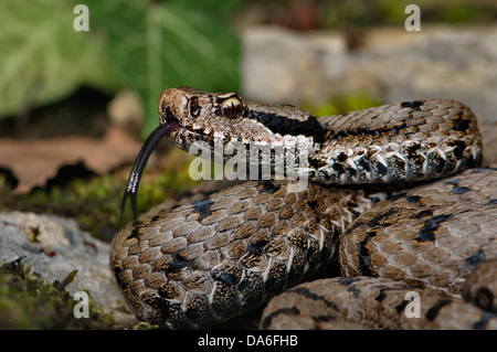 Viper, vipers, adder, adders, asp viper, Vipera a. aspis, snake, snakes, reptile, reptiles, Portrait, protected, endangered, ind Stock Photo