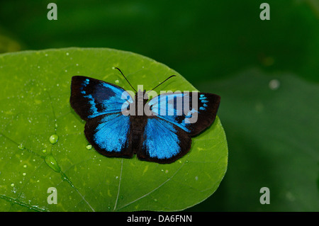 Skipper butterfly, Paches loxus gloriosus, butterfly, butterflies, insect, tropical, brilliant, blue, animal, fauna, wildlife, w Stock Photo