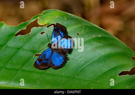 Skipper butterfly, Paches loxus gloriosus, butterfly, butterflies, insect, tropical, brilliant, blue, animal, fauna, wildlife, w Stock Photo