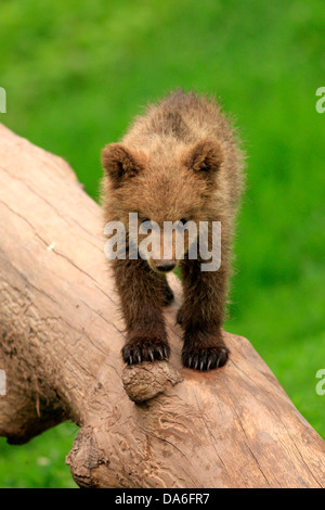 Brown Bear (Ursus arctos) cub standing on tree trunk, captive Stock Photo