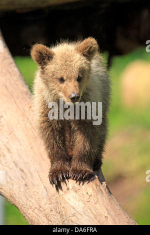 Brown Bear (Ursus arctos) cub, standing on tree trunk, captive Stock Photo
