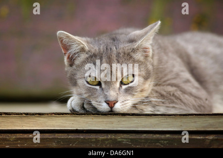Grey tabby cat lying on a bench, head resting on paw Stock Photo