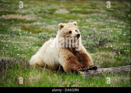 Grizzly Bear (Ursus arctos horribilis) rolling a sawed-off tree trunk through the Arctic tundra Stock Photo