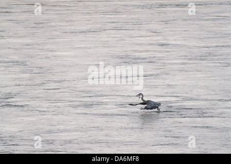 A great blue heron (Ardea herodias) catches a fish on the Tennessee River at dusk. Stock Photo