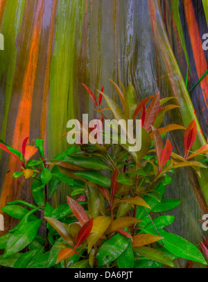 USA, United States, America, Hawaii, Maui, Rainbow, bark, Eucalyptus, Hawaii, Tree, rainbow bark Stock Photo