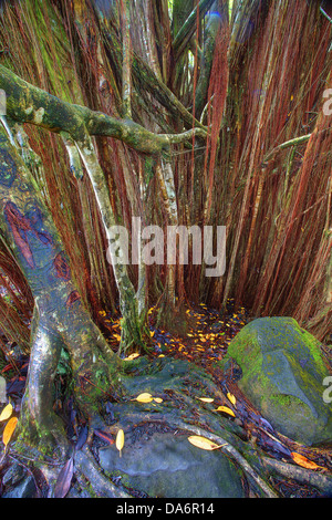 USA, United States, America, Hawaii, Big Island, Banyon Tree, Roots, Bark, tree Stock Photo