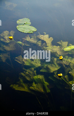 Water lilies on the river Stock Photo - Alamy