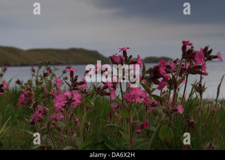 Red campion (Silene dioica) blowing in the wind next to the sea Stock Photo