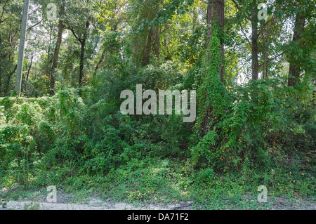 Skunkvine or Paederia foetida is an invasive vine as here in North Florida. Stock Photo