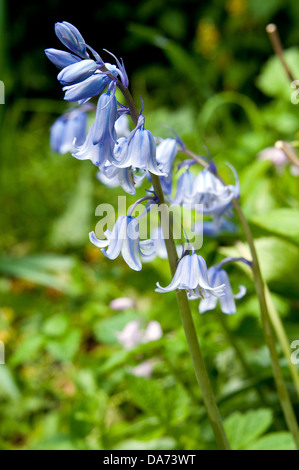 Bluebell flower in the forest Stock Photo