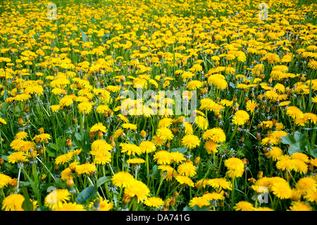 Plenty of dandelions on a meadow Stock Photo