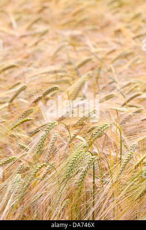 Barley field, "hordeum vulgare", England, UK Stock Photo