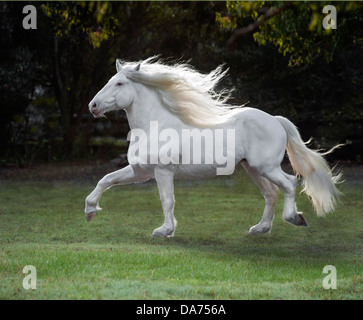 American White Draft horse stallion Stock Photo