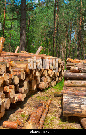 Logs neatly stacked in the pine forest Stock Photo