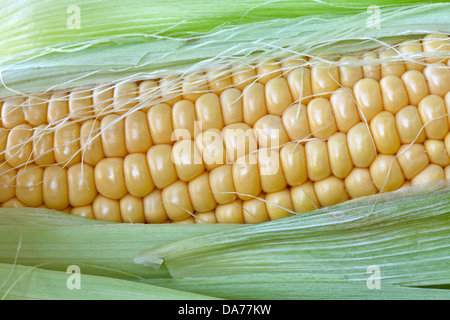 Yellow corn, mature ear, 'Zea mays'. Stock Photo
