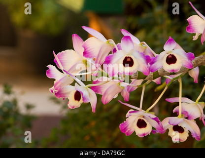 Orchid plant (Dendrobium Nobile) in bloom in a garden Stock Photo
