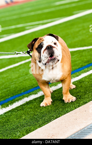 Cute bulldog on a turf football field Cute bulldog on a turf football field
