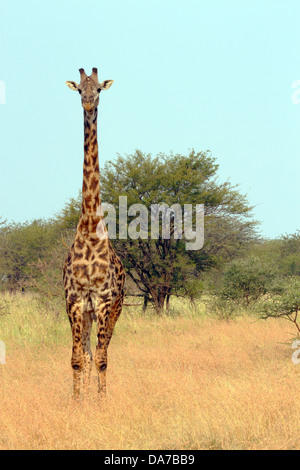 A Giraffe (Giraffa camelopardalis) in Serengeti National Park, Tanzania Stock Photo