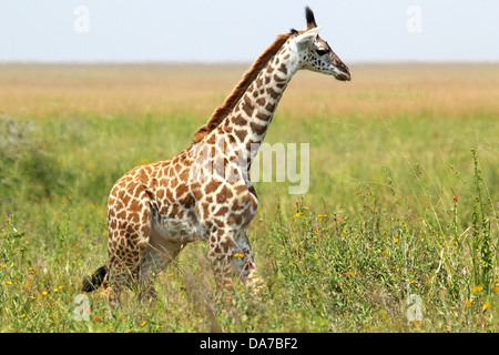 A young giraffe (Giraffa camelopardalis) in Serengeti National Park, Tanzania Stock Photo