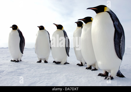 Emperor penguins meet on the Antarctic ice January 30, 2008 in the Antarctic. Emperor penguins laid their eggs in May and June after which the male takes responsibility for the entire 62-66 days of incubation while the female is at sea finding food. Stock Photo