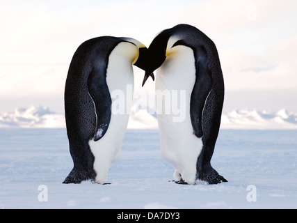 Two emperor penguins meet on the Antarctic ice in courtship behavior January 30, 2008 in the Antarctic. Emperor penguins laid their eggs in May and June after which the male takes responsibility for the entire 62-66 days of incubation while the female is at sea finding food. Stock Photo