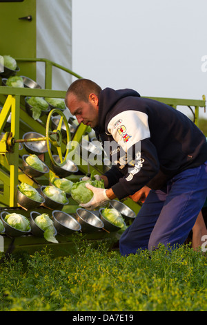 Cutting or cropping Romaine (cos) lettuce, a Greek Lettuce at Mere Brow, Hesketh Bank, Southport, West Lancashire, uk Stock Photo