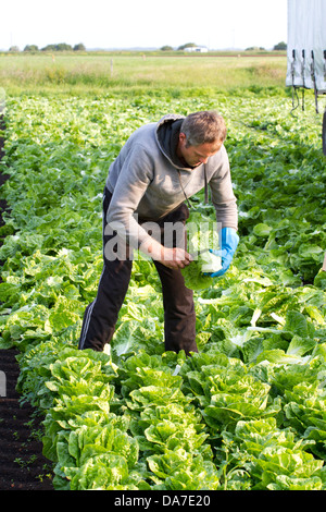 Cutting or cropping Romaine (cos) lettuce, a Greek Lettuce at Mere Brow, Hesketh Bank, Southport, West Lancashire, uk Stock Photo