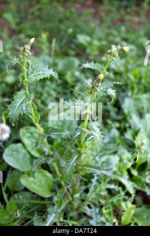 Close up of a prickly sow thistle plant growing among plantain plants Stock Photo