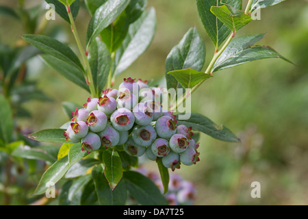 A cluster of colorful ripening blueberries on a bush Stock Photo