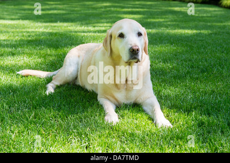 An obedient yellow or white Labrador Retriever sits on the grass Stock Photo