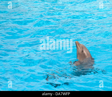 Cute dolphin smiling in swimming pool Stock Photo