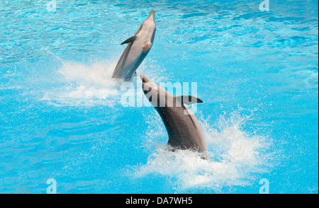 Two dolphins jumping in the pool Stock Photo