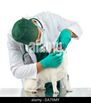 Veterinarian examines the dog's teeth on white background Stock Photo