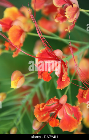 Flame acacia tree with red blossoms in the island of Saint Lucia in the Caribbean Stock Photo