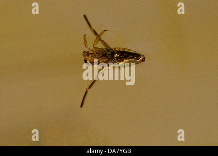 Common Backswimmer - Notonecta glouca, Family Notonectidae easily mistaken for a common water-boatman. Stock Photo