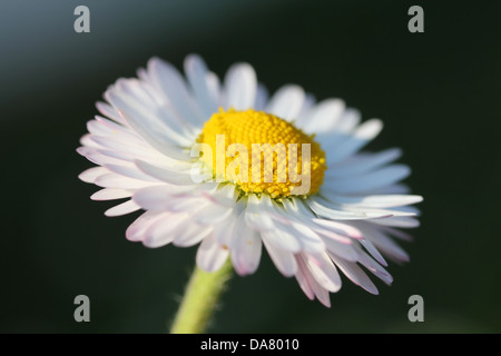 White Daisy flower, closeup shot, shallow dof. Stock Photo