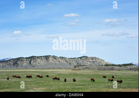 Bison grazing near Grand Tetons Stock Photo